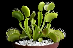 Plante carnivore ingrijire si inmultire