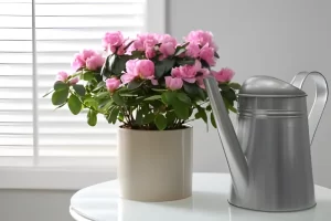 Azalee ingrijire si inmultire