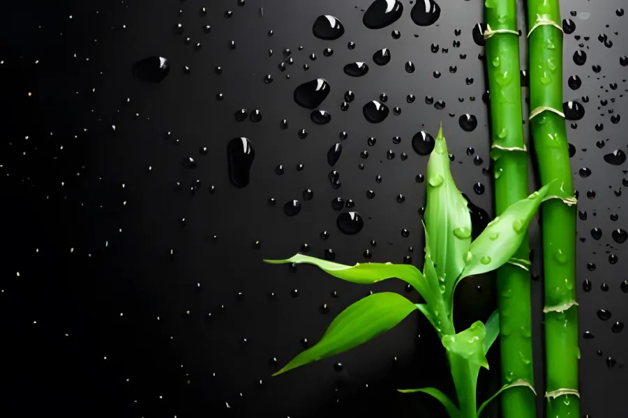 bambus ingrijire si inmultire 10