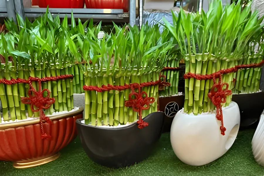 bambus ingrijire si inmultire 23