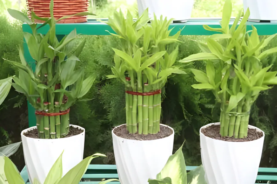 bambus ingrijire si inmultire 8