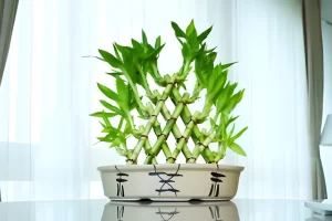 Bambus ingrijire si inmultire