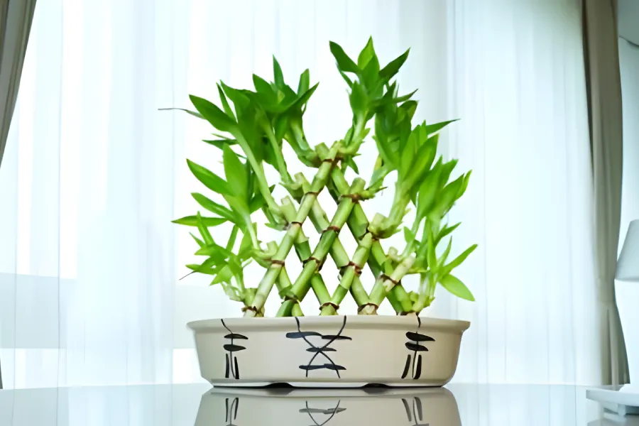 bambus ingrijire si inmultire1