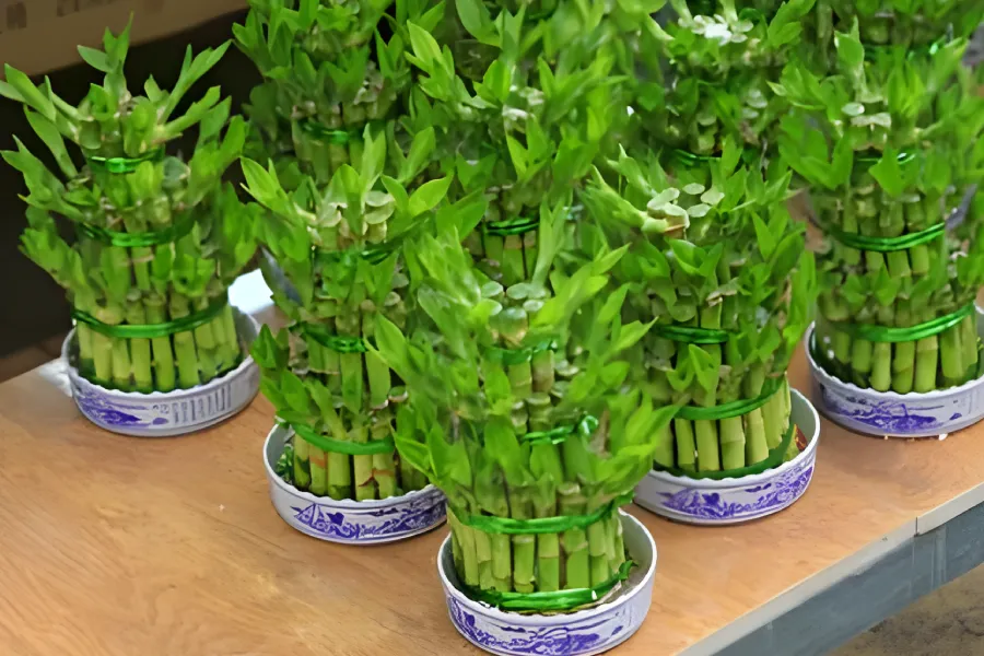 bambus ingrijire si inmultire4